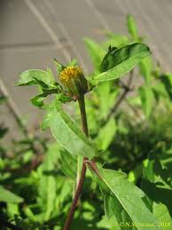 Image result for Anisopappus kirkii