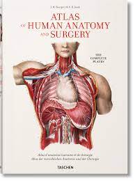 Human anatomy is the study of the shape and form of the human body. Bourgery Atlas Of Human Anatomy And Surgery Taschen Books