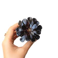 Maybe you would like to learn more about one of these? Aeonium Black Rose Shipped Year Round Rare Black Rosettes Succulent Succulents Box