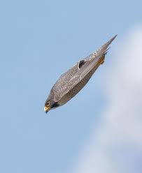 The peregrine falcon breeding ranges from central asia to the southern united states, and they have been known to migrate from one breeding ground to another. World S Fastest Bird The Peregrine Falcon Up To 240 Mph Natureisfuckinglit
