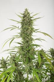 Bubba Kush Autoflowering Strain Information Cannaconnection Com