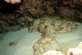 This canny ambush predator lifts its fringed head from the substrate to create a 'cave' to ensnare unsuspecting prey! Tasselled Wobbegong Wikiwand