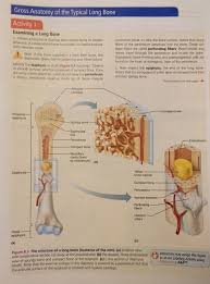 Mina starsiak hawk and karen e laine from hgtv's good bones show off their skills with these makeovers from season five. Long Bone Label The Structure The Long Skeletal System Anatomy Bones Sign Up She In 2021 Basic Anatomy And Physiology Human Bones Anatomy Skeletal System Anatomy Bones