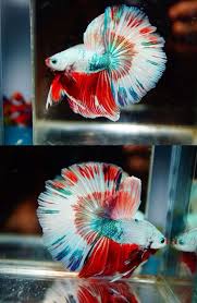 Pin On Betta Splendens