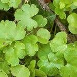 Image result for Sibthorpia europaea