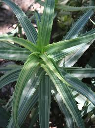 Image result for Aloe arborescens