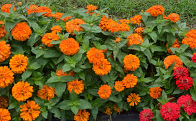 We did not find results for: New And Old Fall Zinnias Named Texas Superstars Agrilife Today
