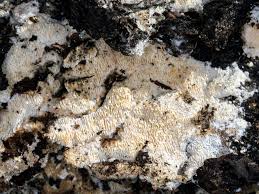 Image result for Tephrosia paradoxa