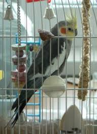 Love birds cage.if you are breeding birds you definitely need a bird house/cage.it's very important to design your cage. Transform Your Bird S Cage From Drab To Fab Pet Birds By Lafeber Co