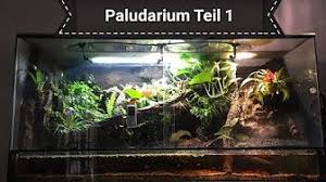 Paludarium Bau Buschkrokodile Youtube Youtube Frog Terrarium Bau Aquarium