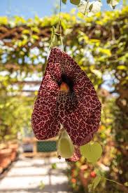 Image result for Aristolochia littoralis