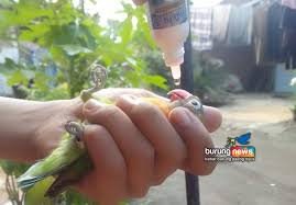 We did not find results for: Vitamin Obat Burung Mujarab Dan Banyak Yang Pakai Tapi Banyak Yang Merahasiakannya Burungnews