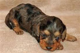 Black And Tan Wire Haired Dachshund Puppy Young Dapple Wire Haired Dachshund Puppy Dachshund Puppies Wirehaired Dachshund Puppy Wire Haired Dachshund