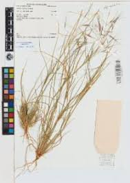 Image result for Aristida meridionalis