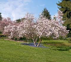 How fast growing is a magnolia tree? Magnolia Tree Types Planting Care Garden Design