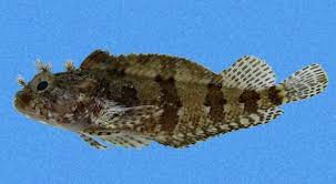 Image result for Blepharis dunensis