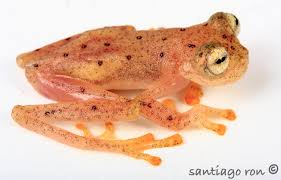 Image result for Empogona ngalaensis