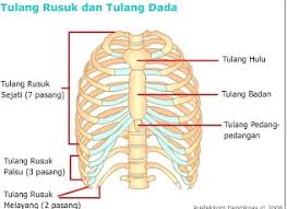 Dengan adanya kerja sama antara rangka dan otot, manusia dapat berjalan, berlari, melompat, dan sebagainya. Kerangka Manusia Fungsi Bagian Bagian Rangka Serta Penjelasannya