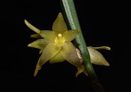 Image result for Otomeria