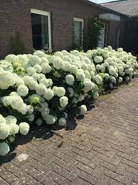 Ein horizontales stützgitter für hortensie annabelle meine annabelle habe ich vor zwei jahren versetzt. Hydrangea Arborescens Annabelle Schneeball Hortensie Annabelle