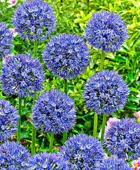 Bearded irises are fragrant and. Allium Blue Globe Onion Bulbs Bulb Flowers Plants Buy Plants