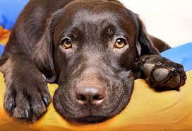 Für labrador training & erziehung ist es wichtig die speziellen charaktereigenschaften von labrador retrievern zu kennen. Labrador In Not Vermittlung Labradorseite De