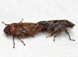 Image result for Hypolytrum pynaertii