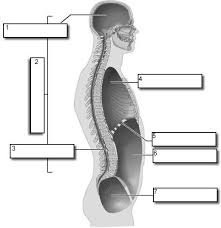 First, let's talk about the anatomical position. Body Cavities Labeling Teaching College Medical Terminology Medical Terminology Games