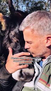 Mabel The Cow Who Was Hurt