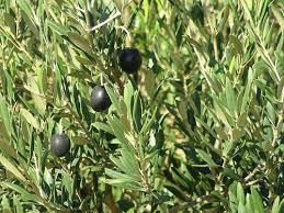 Baum Der Bluhenden Liebe Der Olivenbaum Alles Fur Die Verlobung Hochzeit