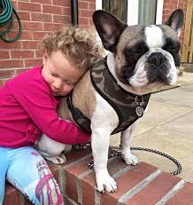 French bulldogs are adorable animals that make great family pets with their loving, friendly personalities. French Bulldog Temperament Pets Kb