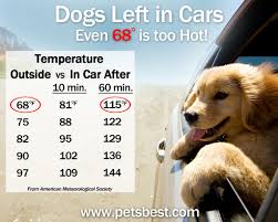 Dont Leave Your Dogs In The Car Heydoyou Lifestyle Blog