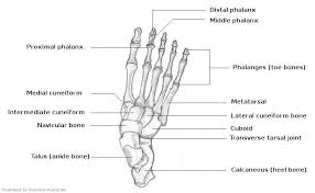 Its lower end helps create the knee joint. Bones Of Feet Bones Human Body Human Leg