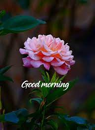 Looking for good morning wishes images, . 3970 Good Morning Pictures Images Photos