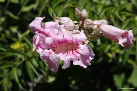 Image result for Podranea