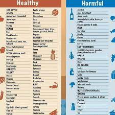 Hi Puppy On Twitter Make Sure You Know What Your Dogs Can And Dog Safe Food Foods Dogs Can Eat Healthy Dog Food Recipes