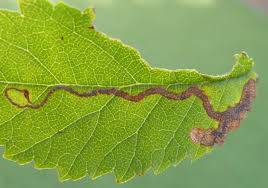 Image result for Stigmella lemniscella