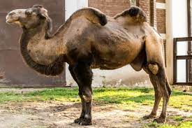 There is no scientific evidence to prove camel milk fans claim that the creamy liquid is suitable for people with lactose intolerances or she said: The Fda Wants To Tell Hipsters That Camel Milk Isn T A Miracle Drink