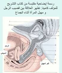 صور حقيقيه توضح المهبل عند المرأه طريقة وضع القضيب داخل العضو الأنثوي منتدى الحياة الزوجية دليل النساء المتزوجات الثقافة الزوجية والعائلية