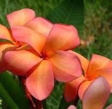 Plumeria Frangipani Orange Peach 4 Rare Fresh Seeds Plumeria The Frangipani Also Known As The Temple Trees And Lei Flower I Plumeria Frangipani Purple Roses
