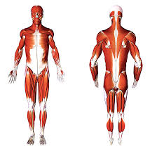 General considerations in bones osteology is the branch of medicine concerned with the development and diseases of bone tissue. Anatomy Pictures Muscles And Bones Pdf Downloads Anatomy Pictures Muscles And Bones Pdf Downloads Human Produces New And Abnormal Bone Arrangements Satria Hutagalung