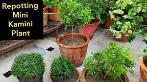 Kamini plant repotting n care tips, madhukamini, mini kamini, table kamini,  murraya paniculata - YouTube