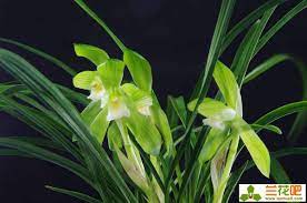 pin by wan on nature plants nature