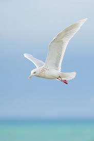 Dans ce nouvel épisode sur les vocations aéronautiques proposé par la ffam, il raconte ses quarante années de pilote … et d'aéromodéliste. White Seagull Flying Over Water Reminds Me Of Summer Beach And Careless Vacation Time Coastal Birds Sea Birds Bird