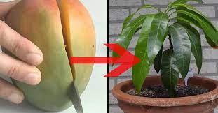 so einfach zuchten sie aus einer mango einen ganzen mangobaum video pflanzen mango pflanzen mangobaum