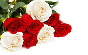 Browse 5,891 red white blue flowers stock photos and images available, or search for patriotic flowers or fireworks to find more great stock photos and pictures. Download Wallpapers Bouquet Of Red And White Roses Red Roses White Roses Roses On A White Background Background With Roses Beautiful Flowers For Desktop Free Pictures For Desktop Free