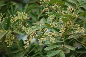 Image result for Khaya grandifoliola