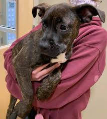 Maybe you would like to learn more about one of these? Pop Up Adoption Event Today Another Bangor Humane Society Facebook