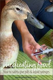 He is a pet duck, and i would like to see him go as a pet not for meat. 6wlq24nlvxgorm