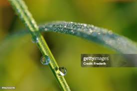 Image result for Carex bequaertii